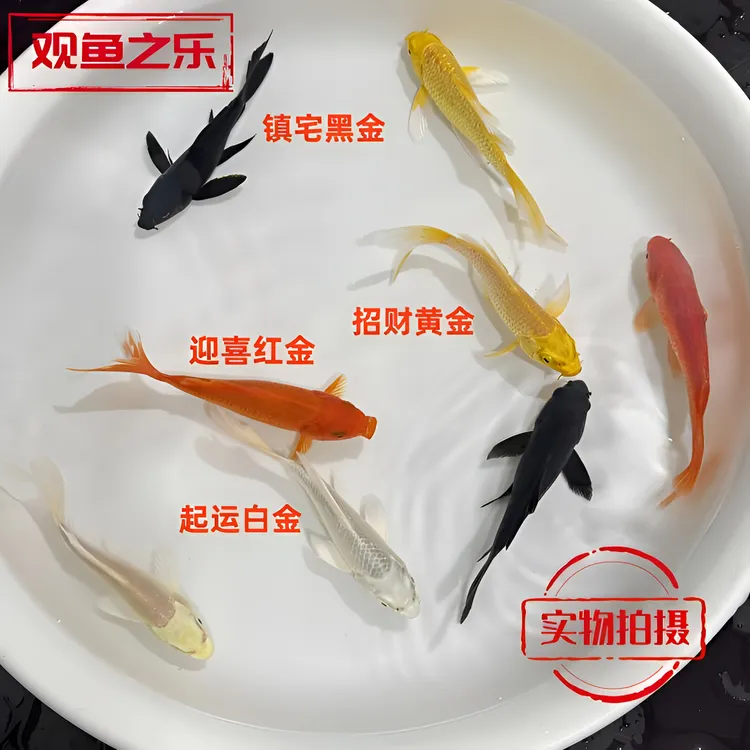 锦鲤观赏鱼招财进宝黄金龙凤锦鲤鱼苗养鱼草金鱼小鱼金鱼观赏鱼