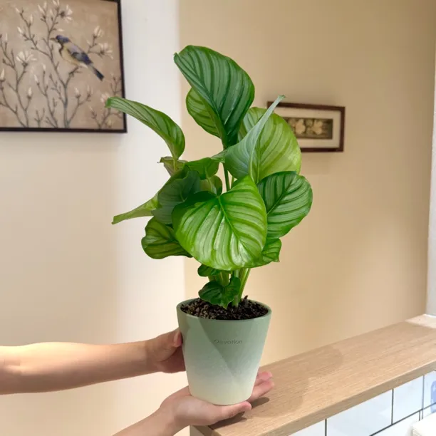 土培青苹果海芋竹芋盆栽盆景室内办公室前台桌面绿色花卉绿植