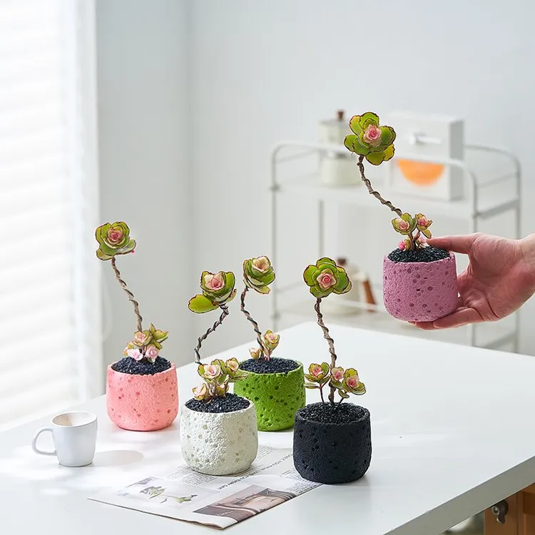 老桩造型锦绣牡丹多肉耐旱高颜值好养桌面盆栽植物