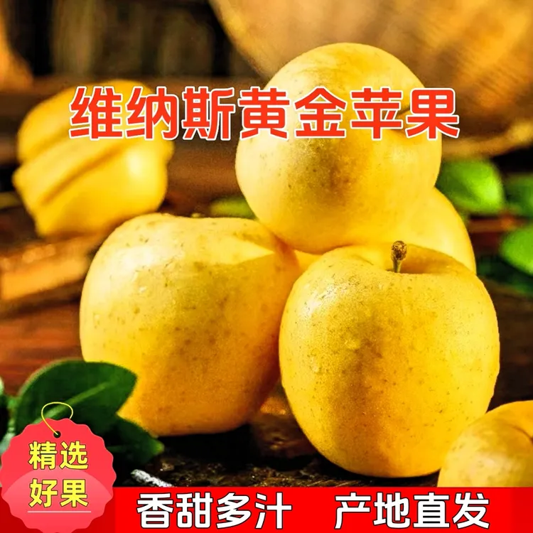 【黄金维纳斯】山东黄金维纳斯苹果香甜多汁产地直发