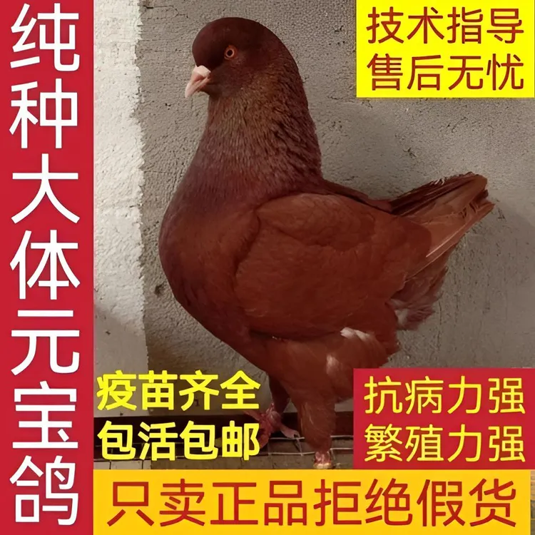 元宝鸽观赏鸽大体活体一对肉鸽种鸽成年可以长到二斤以上包邮包活