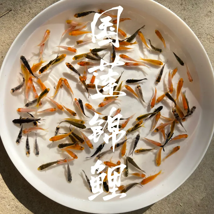 2-3CM纯种锦鲤鱼苗