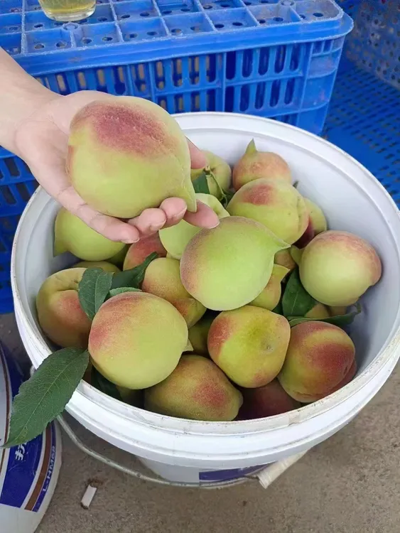 广东翁源鹰嘴桃，精品中大桃果