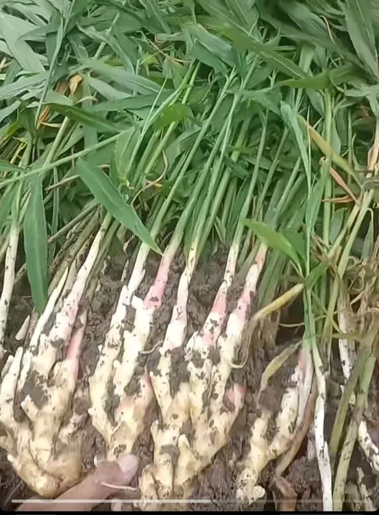 安徽新鲜红芽嫩姜小姜农家自种可腌制泡菜的优质生姜