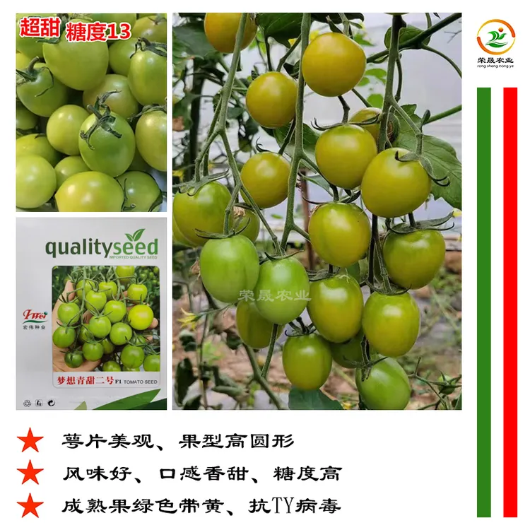 梦想青甜二号绿色小番茄种子籽高糖度青口玲珑口感早熟小柿子苗子