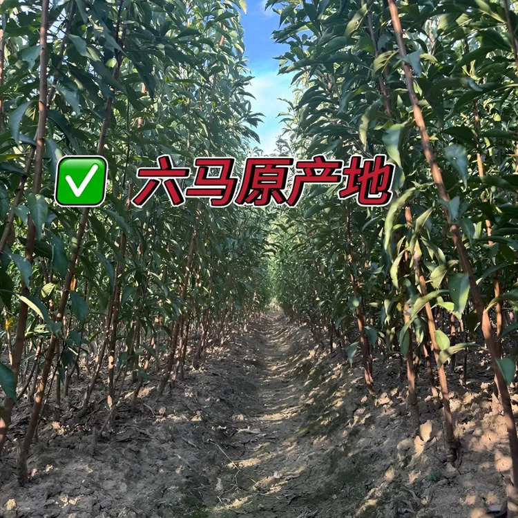 贵州六马镇蜂糖李子树苗嫁接苗原产地直发