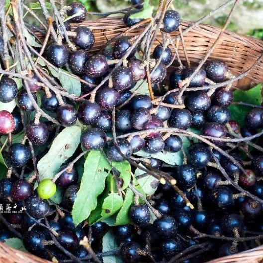 云南德宏野生胭脂果山李子鬼眼睛果新鲜水果顺丰包邮