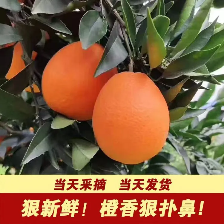 正宗新鲜纽荷尔香橙农家自种皮薄多汁香甜可口水果