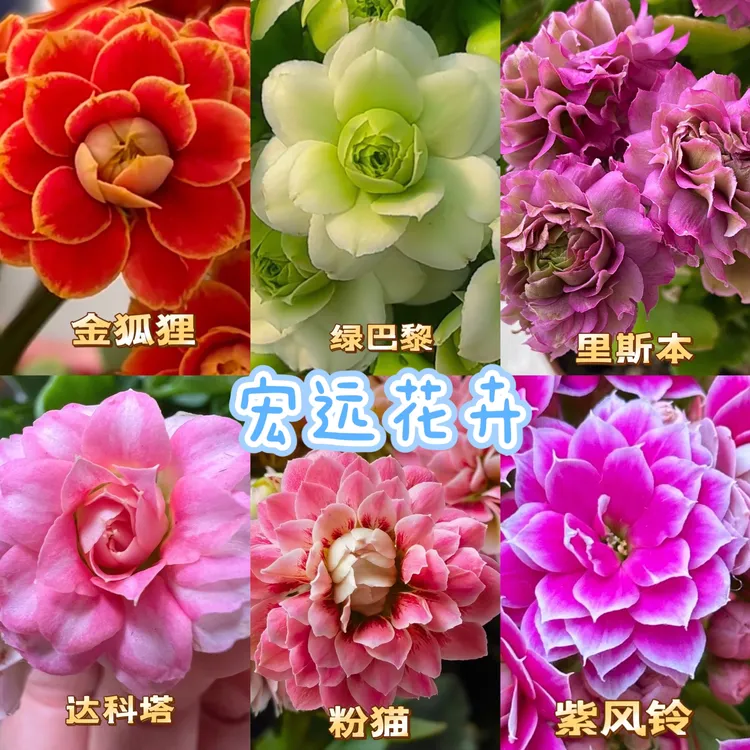 长寿花6个品种六个色包对版包对色