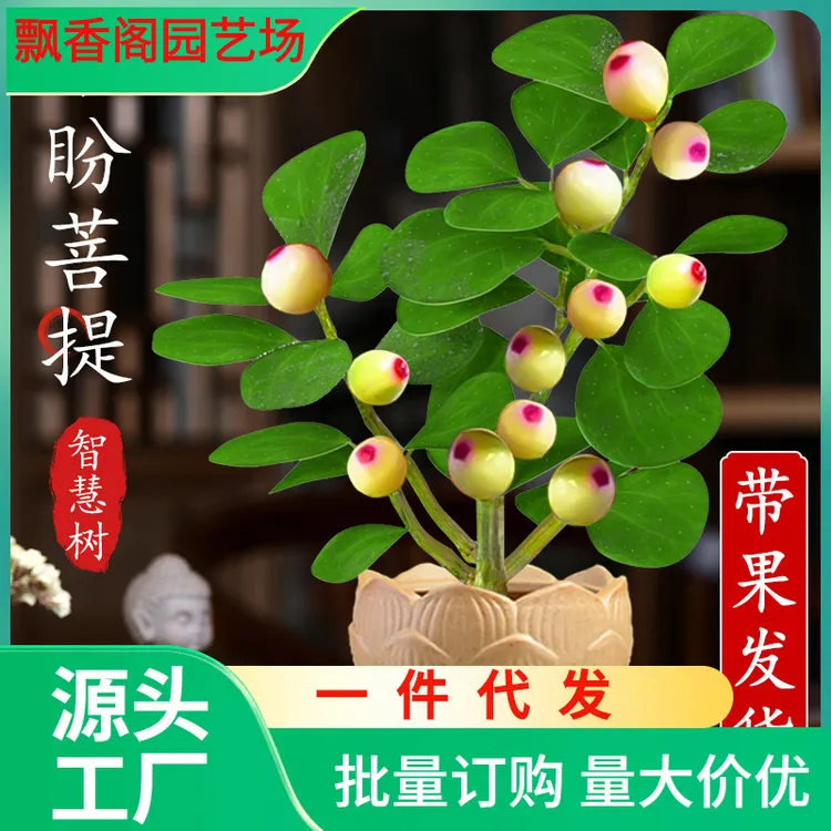 菩提树盆栽小盼菩提盆景带果中式禅意桌面摆件室内创意好