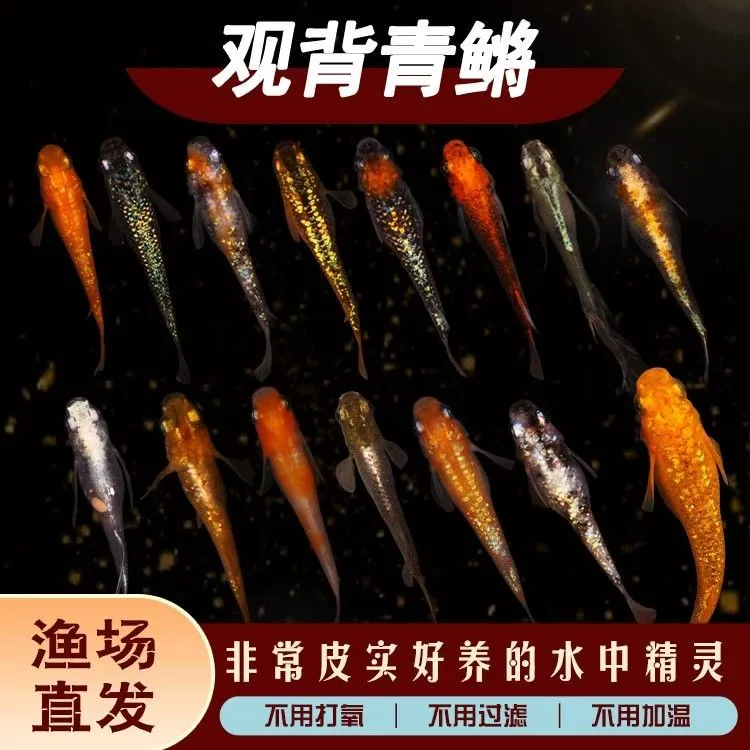 观背青鳉小型冷水观赏鱼不加温不加氧好养活活体