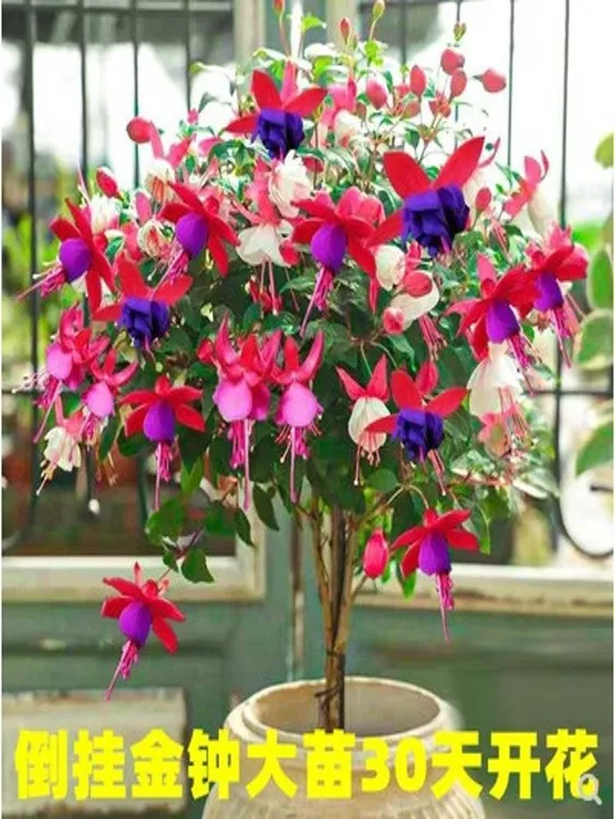 重瓣倒挂金钟花苗灯笼花盆栽室内绿植阳台四季开花带花苞不断花卉