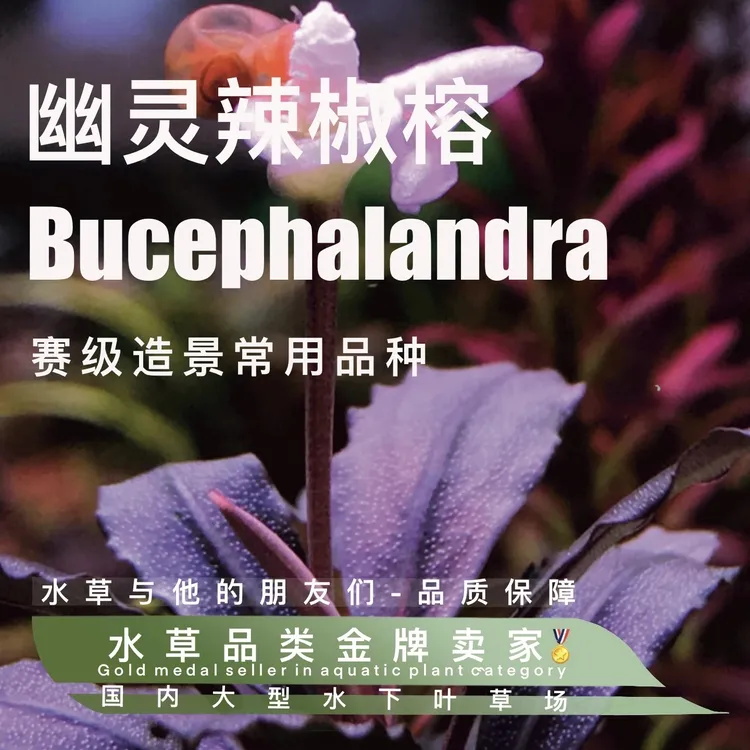 幽灵辣椒榕（100%水下叶）多颗装微发色阴性水草好养无需二氧化碳