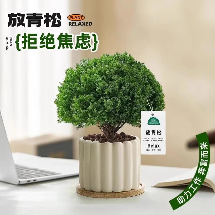 雾凇盆栽客厅办公室桌面绿植小盆景净化空气四季常青易养活放青松