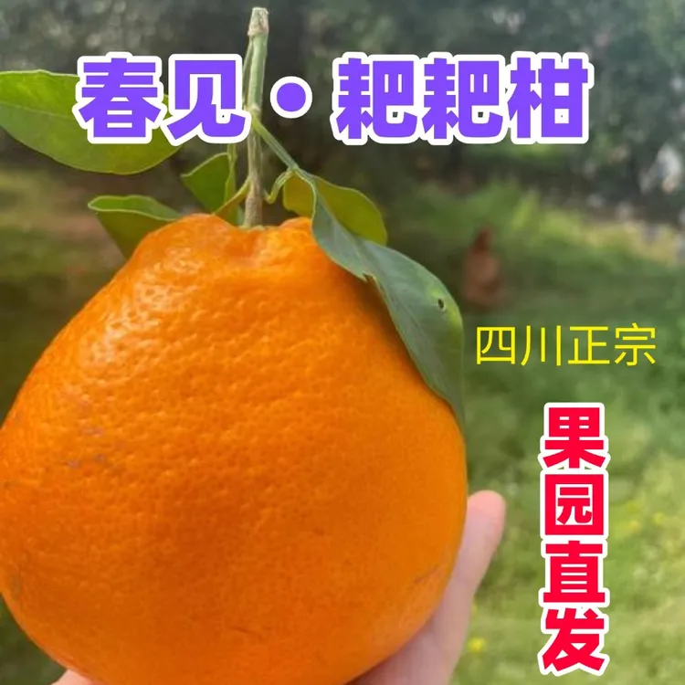 【现摘现发】四川春见耙耙柑新鲜水果香甜多汁手剥产地直发品质优选