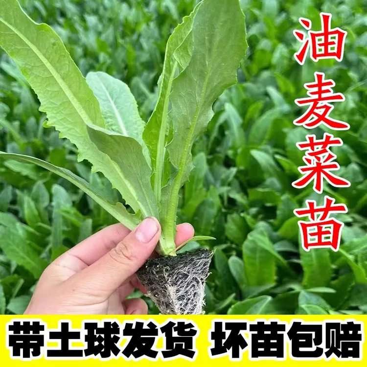 油麦菜苗秧麦香味油麦菜现挖现发带土四季种植阳台盆栽庭院蔬菜苗