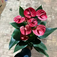 120小娇红掌带花室内喜阴