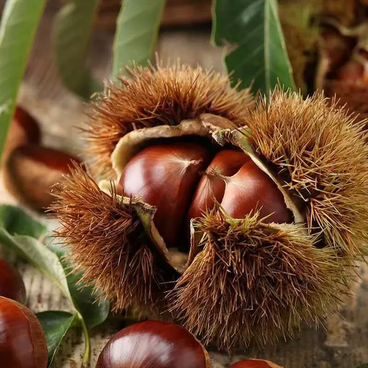 新鲜生板栗好剥皮粉面香糯高山锥栗