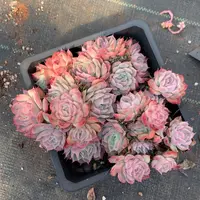 1429杂交精品基地19厘米