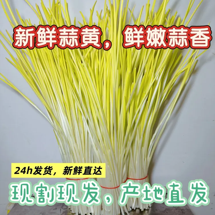 【新鲜蒜黄直达】现割现发头茬农家新鲜蔬菜无公害自然生长产地直发