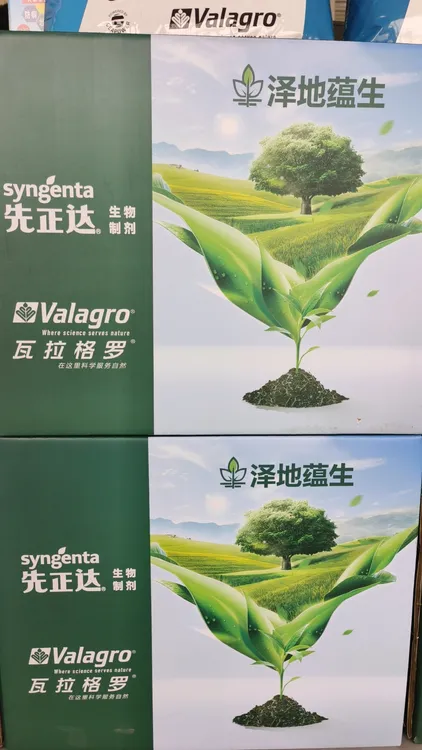 先正达泽地蕴生大姜生根壮苗前4水