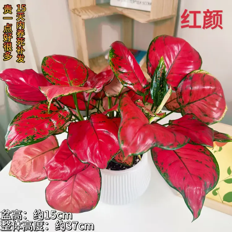 红颜红如意ins风格盆栽室内花卉吸除甲醛四季好养易活懒人盆栽