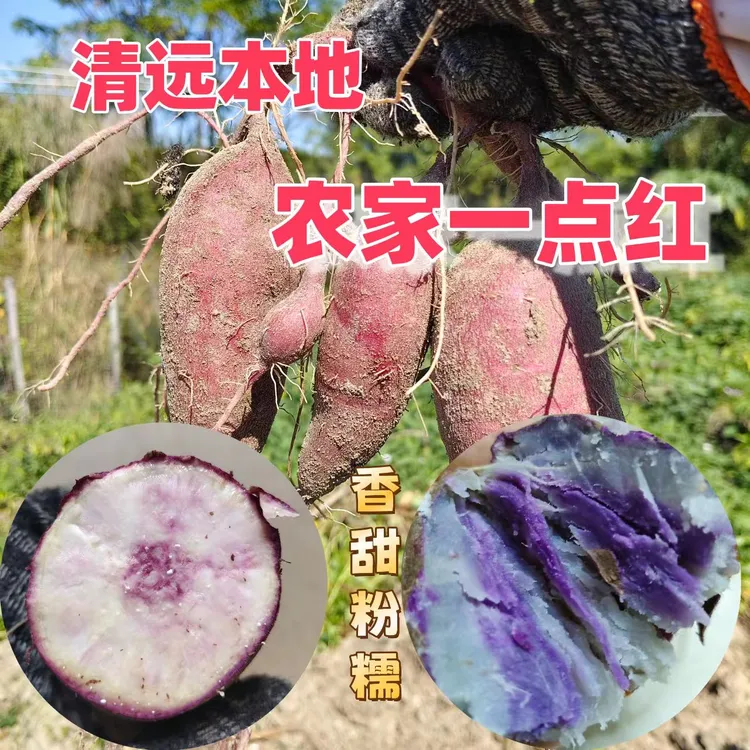 一点红新鲜现挖清远本地农家一点红花心薯鸡蛋黄5斤10斤包邮到家