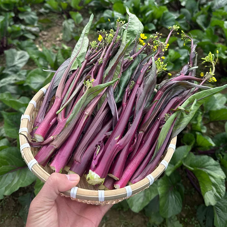 湖北新鲜红菜苔紫菜苔脆嫩菜心时令农家自种蔬菜现摘现发