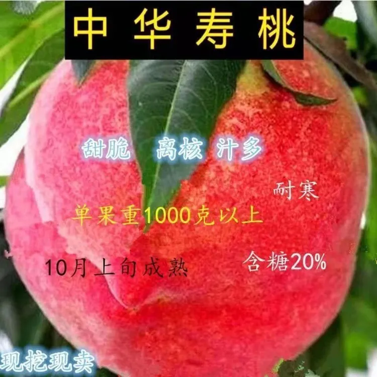 中华寿桃苗嫁接桃树苗耐寒黄桃苗冬桃树苗南北方种植桃中果树苗