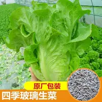 【全店满5元包邮】新种玻璃生菜四季耐寒生菜奶油生菜田园阳台盆栽