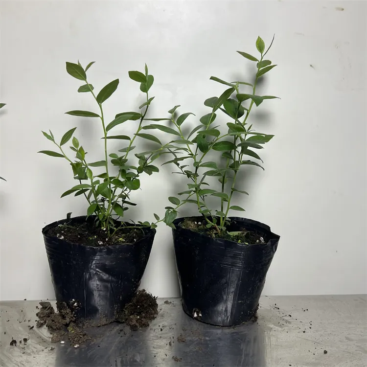花香蓝莓苗蓝莓树苗好种植易管理南北方种植盆栽地栽原盆  组培苗