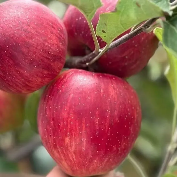 25年云南昭通新鲜红露丑苹果纯甜多汁现摘包邮