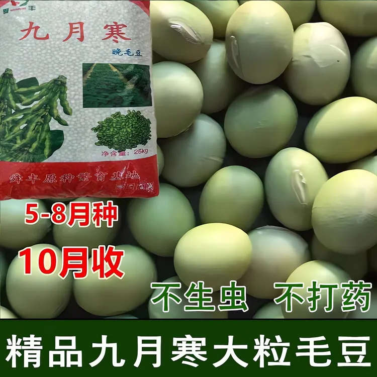 特大毛豆种子九月寒晚熟毛豆种孓高产鲜食大粒重阳豆菜用蔬菜种孑