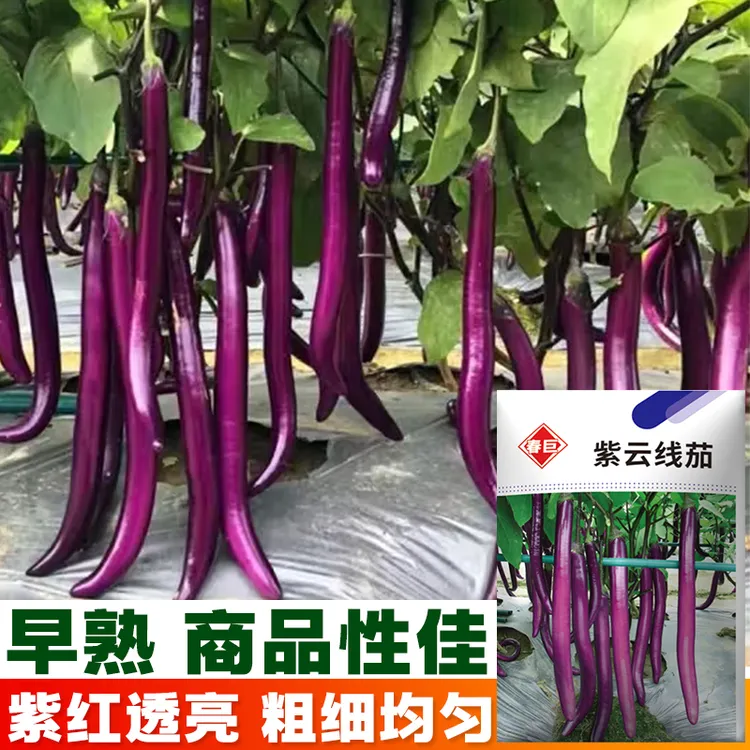 特长新品长茄种子紫红线茄种籽茄子春秋季蔬菜种子杭茄长茄子种子