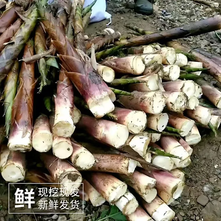 四川宜宾新鲜竹笋现挖方竹笋子斑竹笋石竹笋八月笋带壳