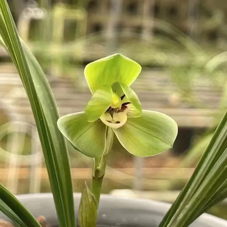 春兰环球荷鼎原种兰花苗室内花卉绿植盆栽浓香型
