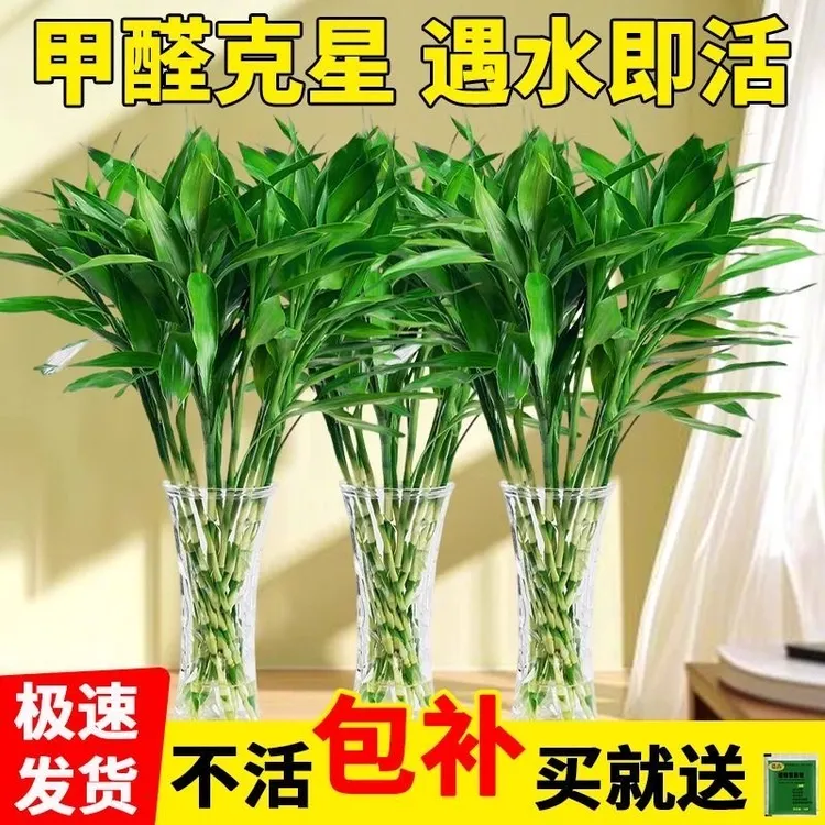 【纸箱打包0.8-0.9米高】富贵竹水养花卉绿植大棵客厅净化空气室内
