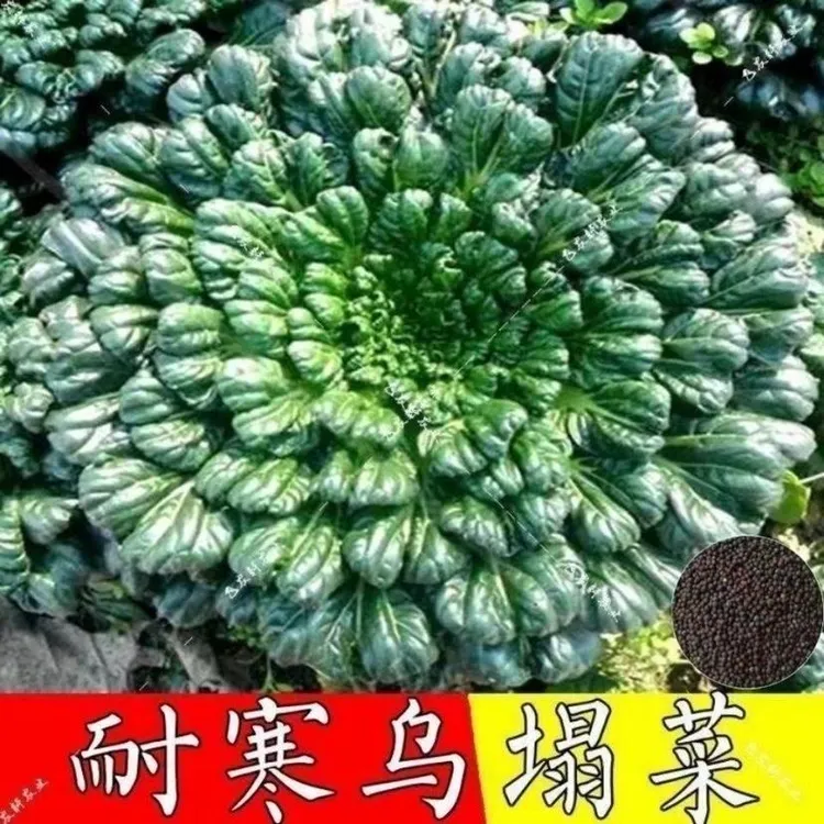 乌塌菜种子秋冬季阳台盆栽蔬菜种子春季庭院菜籽黄心乌塔菜种籽子