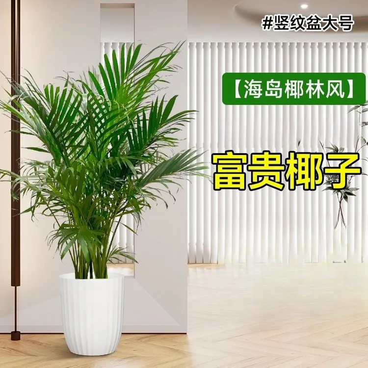 客厅大型散尾葵绿植富贵椰子盆栽室内吸除甲醛净化空气办公室好养