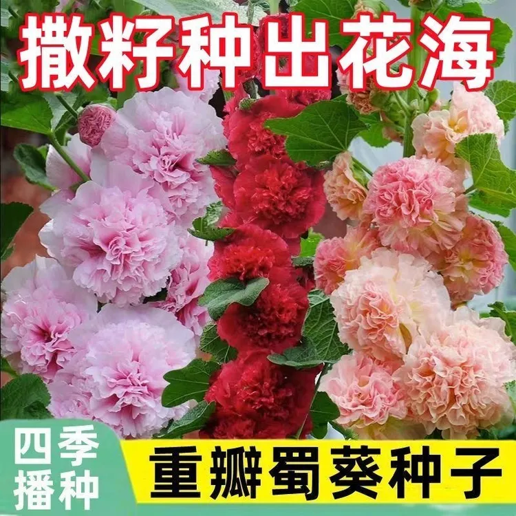 重瓣蜀葵花种子籽子四季开花室外花籽易活花卉种籽夏天庭院花种孑