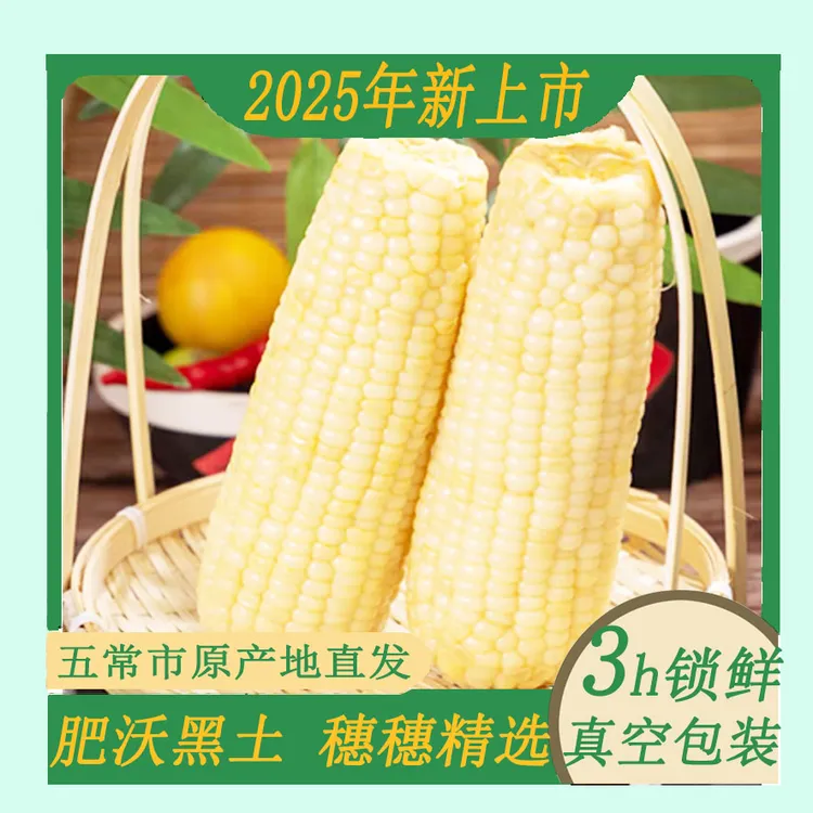 【小满专属】2025年新鲜上市东北黄白甜糯玉米，软糯香甜粒粒晶莹，美味低脂健康