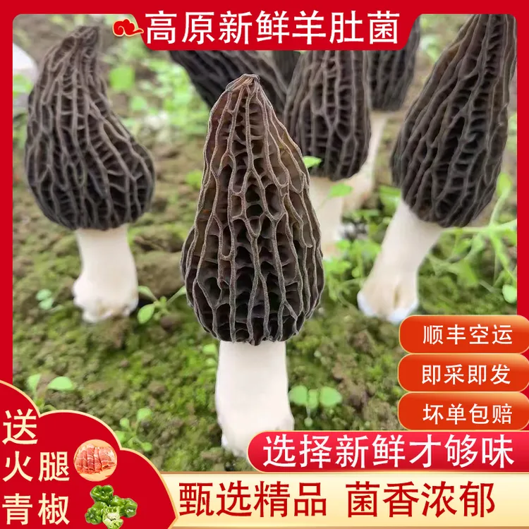 新鲜羊肚菌云南高原头茬肉厚精选农家自采浓郁优质饱满煲汤250g