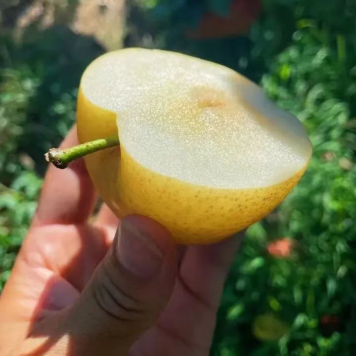 湖南高山香甜黄花梨5斤
