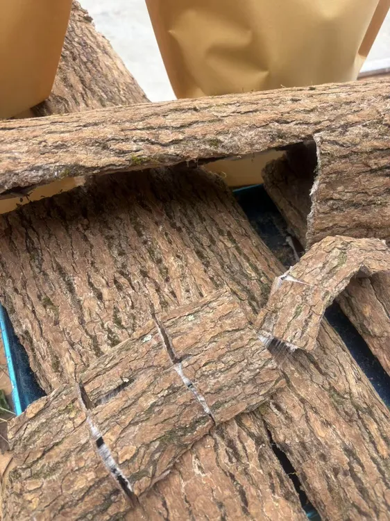 秦岭深山杜仲甘肃淫羊藿泡酒料无添加无硫搭配三枝九叶草