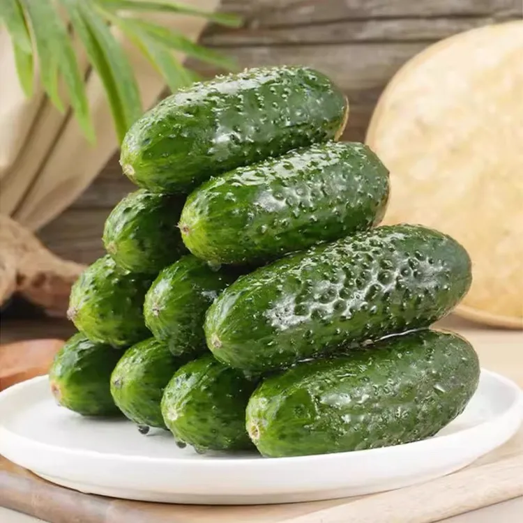新鲜现摘旱黄瓜清甜脆嫩多汁水果黄瓜攀枝花露天种玛莎黄瓜