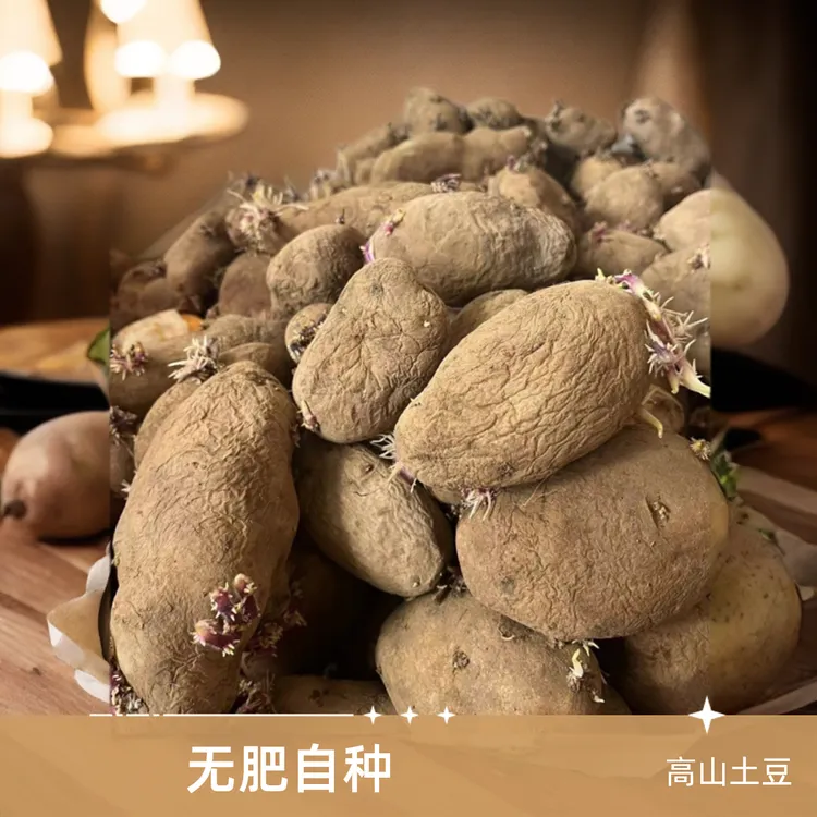 贵州高山老品种半干巴黄心红皮土豆高原种植烙锅农家自种