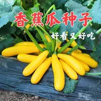 四季种植香蕉西葫芦种子水果型一年四季黄色水果西葫芦角蔬菜种子