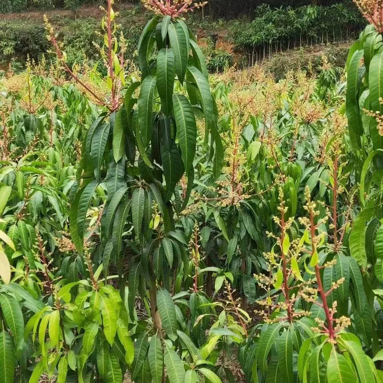 尚蔻芒果树苗四季金煌芒果嫁接果树苗盆栽地栽当年结果南北种植