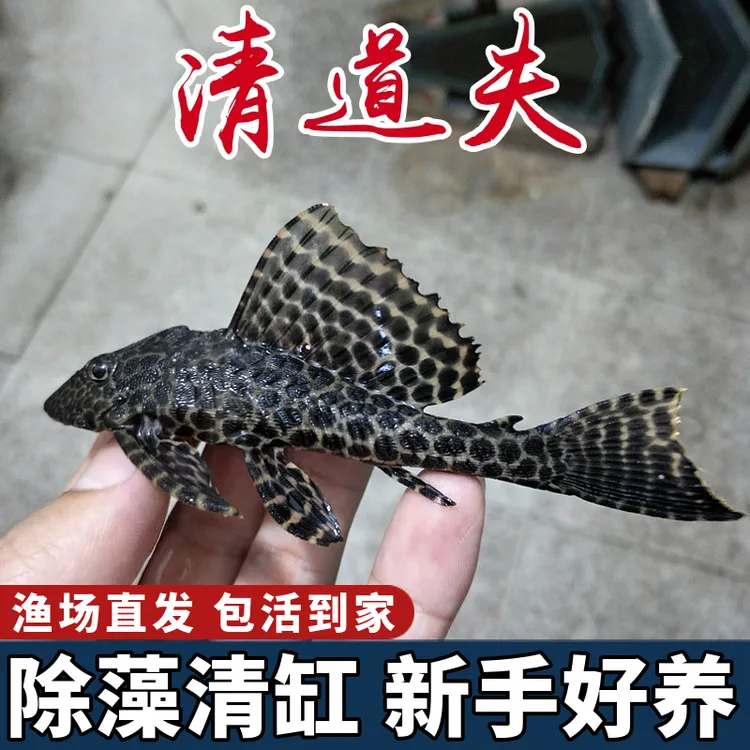 清道夫鱼缸清洁工鱼观赏热带淡水冷水吃屎垃圾清理粪便藻类残饵