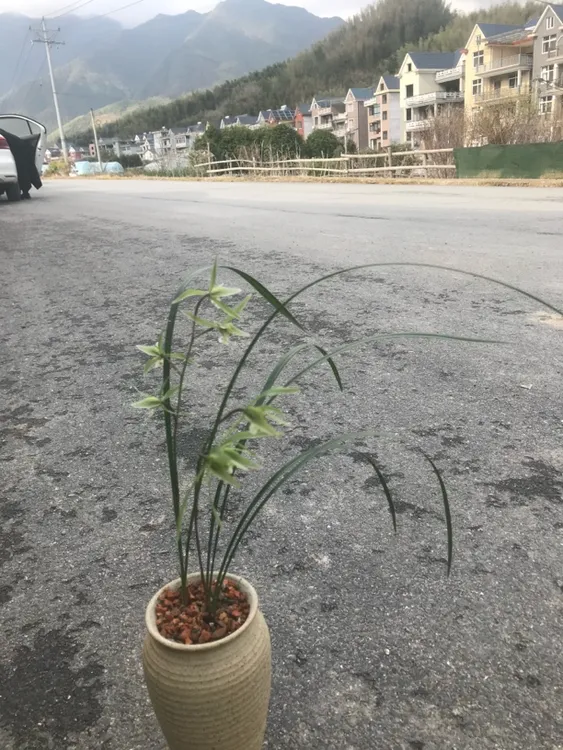 原生欧江细叶寒兰清香型一件多花盆栽室内绿植好养兰花